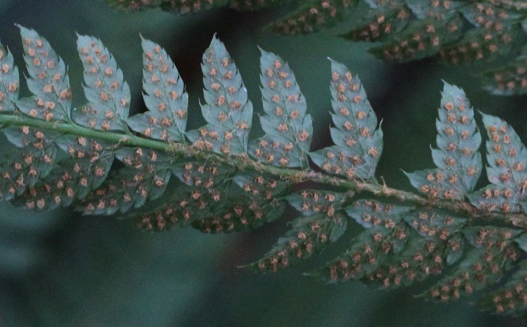 Polystichum setiferum